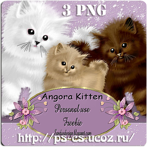 Angora Kitten